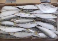 Chine Poissons congelés frais ronds entiers de Melanostictus de Sardinops pour la mise en boîte à vendre