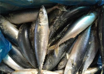 China Pacific Fresh Frozen Mackerel for sale