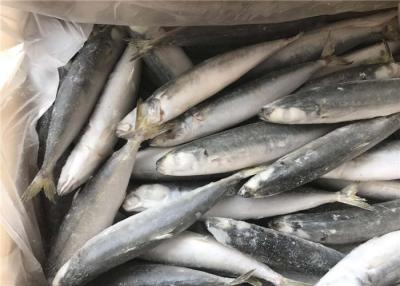 中国 小さい目のシマアジ500g 1000gの凍結する釣餌 販売のため