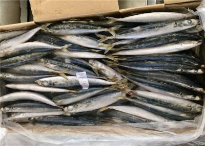 China 90g 100g Decapterus Muroaji Small Eye Frozen Whole Mackerel for sale