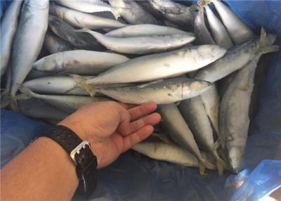 中国 レストランのためのバルク80G 100G IQFの魚の凍結する全太平洋のサバ 販売のため