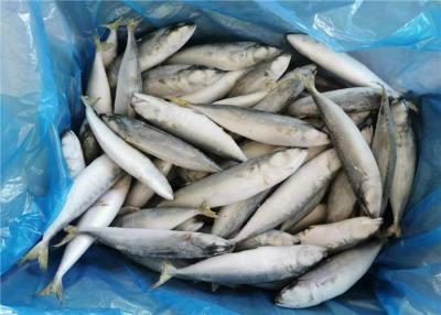 Cina Sgombro congelato fresco in serie dell'intero giro del pesce 80g di Pacifico IQF in vendita