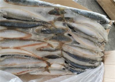 China ausgeweidete 75g 80g formen gefrorene Makrelen-Fische für Köder zu verkaufen