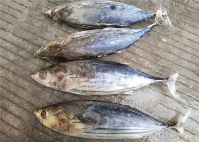 China Atum de 6 Skipjack de congelação inteiro de Seafrozen 3kg do círculo dos ácidos gordos à venda