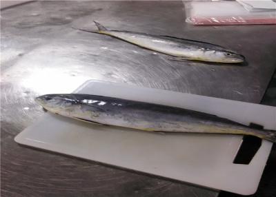 China Schnellgefrorene Mahi Mahi Fische der Seeganzer Runden-1.5kg 2kg Block zu verkaufen