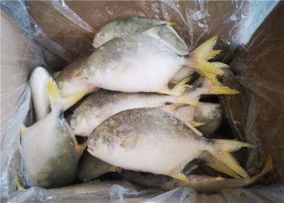 China Peixes congelados da palombeta do círculo 300G 400G 3ppm histamina inteira à venda