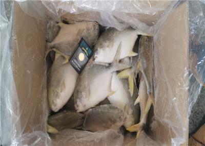 China Golden Pomfret Fish Whole Round 300G 400G Fresh Frozen Seafood for sale