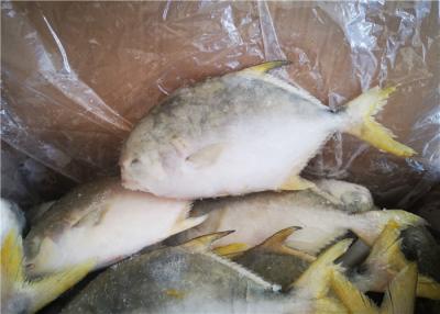 China peixes congelados 400G das xaputas à venda