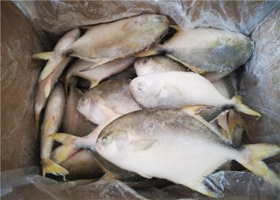 China Golden Pomfret Fish Fresh Frozen Seafood for sale