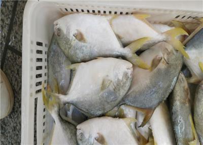 China 6 Fatty Acids A Grade 400G-500G Frozen Golden Pomfret for sale