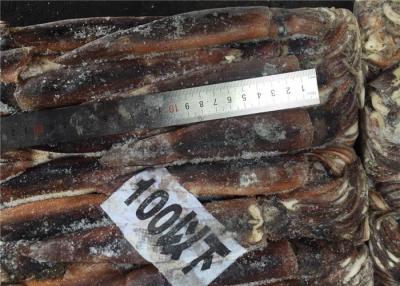 China 300g 400g BQF Whole Round A Grade Fresh Frozen Squid for sale