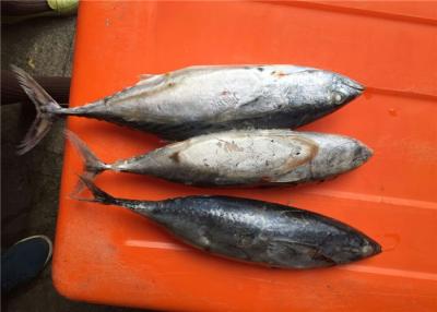 China Bulk Frozen Bonito Fish for sale