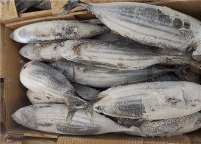 China Ganzer gefrorener Thunfisch springenden Fische Katsuwonus Pelamis der Runden-3.4kg zu verkaufen