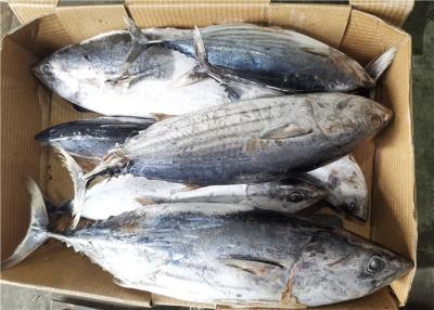 China Ganzer runder gefrorener Thunfisch der springenden Fische zu verkaufen