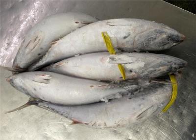 China 700g Frozen Bonito Fish for sale