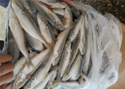 China Peixes congelados pacíficos naturais da cavala 70-80G do marisco fresco à venda