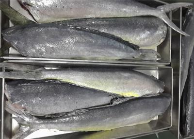 Cina Tutto di coryphaena hippurus 2KG intorno a Mahi congelato Pacifico Mahi in vendita