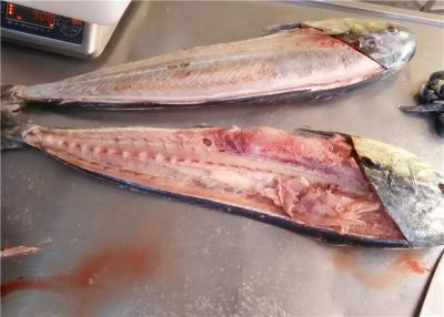 China Ganze Runde frisches Mahi Mahi BQF-Pazifischen Ozeans 1KG 2KG zu verkaufen