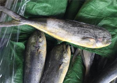 China Meeresfrüchte Coryphaena Hippurus BQF 1KG gefrorenes Mahi Mahi zu verkaufen