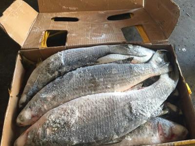 China 900g Mugil Cephalus Cephalus Whole Round Frozen Grey Mullet for sale