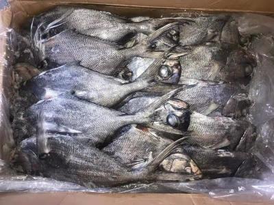 Cina 1kg sui frutti di mare congelati freschi dell'intero pesce nero rotondo dei pesci castagna in vendita