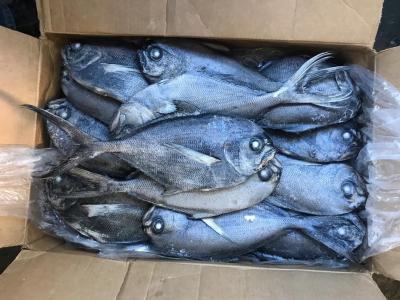 China Peixes pretos congelados 500G-1000G frescos das xaputas para o restaurante à venda