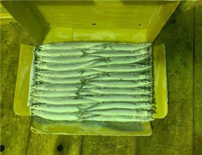 China Pescados congelados rápidamente bloque de alto valor proteico del saurio de #3 el Pacífico en venta