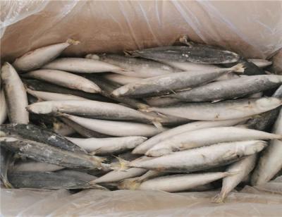 China IQF gefrorene Fische 90g 100g Muroaji mit 24 Monaten Haltbarkeitsdauer- zu verkaufen