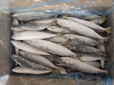 China Peixes congelados do Pacífico do círculo de IQF BQF cavala inteira à venda