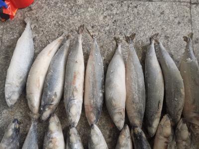 China BRC bestätigte frische pazifische Makrelen-Fische IQF BQF zu verkaufen