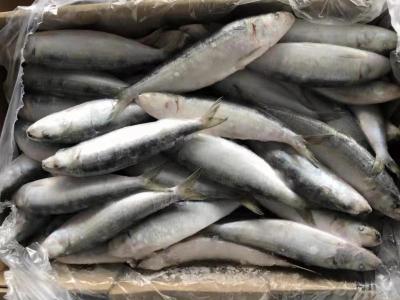 China Supply BQF Freezing Good Size 70-80g Whole Round Fresh Frozen Sardines bait for sale