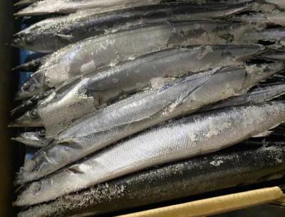 China Cololabis Saira High Protein Whole Round Sea Frozen Pacific Saury #4 for sale