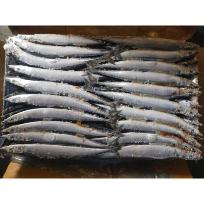 Chine Poissons Pacifiques congelés ronds entiers Cololabis Saira de scombrésoce de la taille #3 BQF à vendre