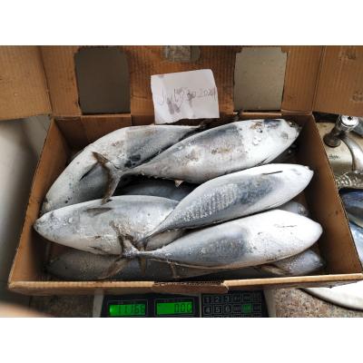 中国 凍結するカツオの魚の上の海のマグロのAuxis凍結するThazardの販売の新しい着陸1kg 販売のため