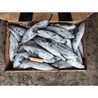 China Whole Round 300-500g Sea Frozen Bonito Fish for sale