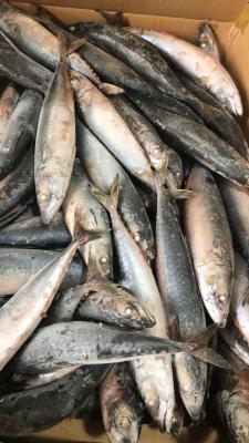 China Peixes congelados mar da cavala de BQF, 40 - isca de pesca congelada 60pcs/ctn à venda