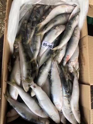 China Gefrorene Sardinen-Fische BQF/IQF, frische gefrorene Meeresfrüchte 70/80pcs 80/90pcs zu verkaufen