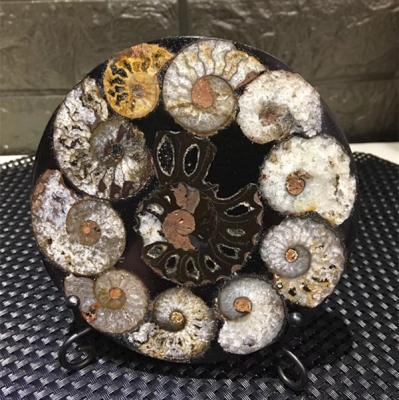 China China Wholesale Natural Ammonite Fossil Round Plate Conch Slabs Fossil Ornament for sale