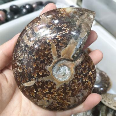 China Wholesale Natural Europe Madagascar Big Size Ammonite Fossils For Home Decoration for sale