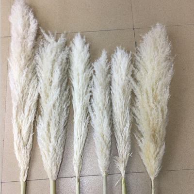 China The Beautiful Colorful Artificial Flower Beautiful Hot Dry Wholesale Pampas Grass The Great Pampas Grass For Daily Life Decorations for sale