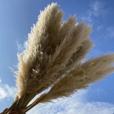 China Pampas Grass Premium Pampas Grass Supplier Provide Natural Pampas Grass For Wedding Home Decor for sale