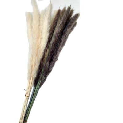 China PAMPAS GRASS Amzon Package Hot Selling Small Customizable Pampas Grass 45 Cm for sale