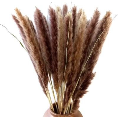 China Natural Dry Pampas Grass Wedding Natural Touch Small Flower Group Hot Selling For Valentines Day Decoration for sale