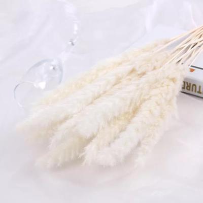 China Real natural pampas wholesale 30 pieces small pampas grass for decoration for sale