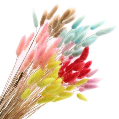 China Popular Colorful Bunny Tails Bunny Tail Grass Natural Bunny Tail Grass Colorful Dry Grass For Decoration for sale