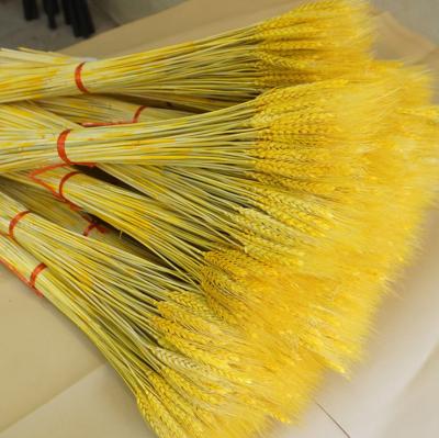 China Natural pampas grass the best flower popular dry wheat for home decoration for sale