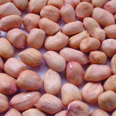 China Dried Peanuts Bulk Wholesale Raw Red Skin Peanut Kernel With Factory Price for sale