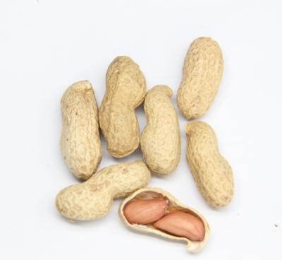 China Fresh peanut peanuts in the shell for sale