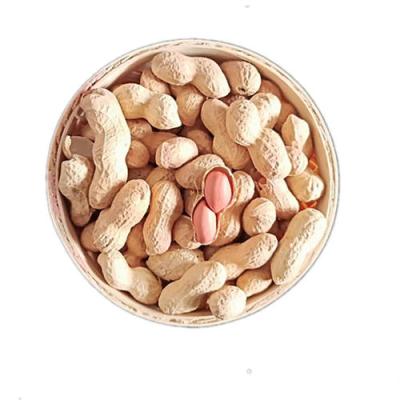 China Fresh peanut peanuts in the shell for sale