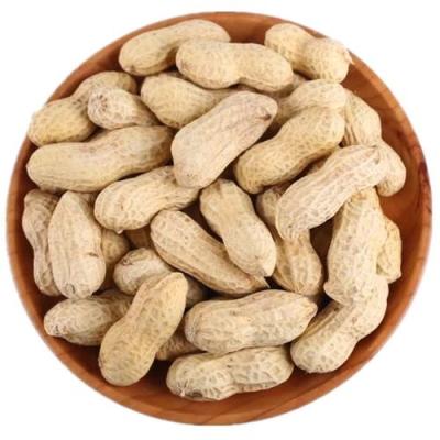 China Fresh peanut in the shell with 25kg for sale